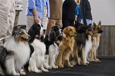 Puppy obedience classes. Animals in the mammalian class, including elephants, dogs, cats, apes, bats, sloths, lemurs, horses and beavers, have sweat glands and sweat through either their eccrine, their apo... 