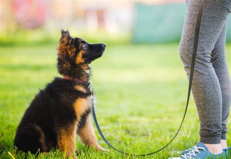 Puppy training at The Dog Den - obedience champion …