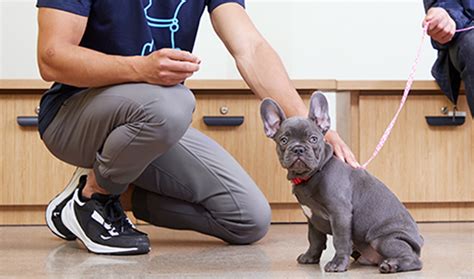 Puppy training at petco. 6 days ago · Schedule a dog training class at Petco Klamath Falls, OR! Services include group classes from $149 - $379, private lessons, & certification programs. 