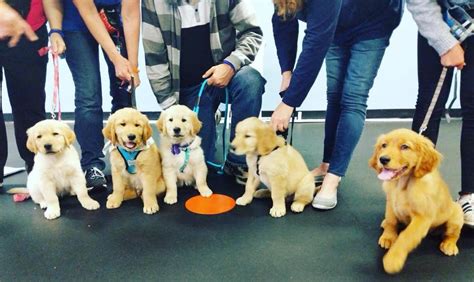 Puppy training near me. We provide dog training in various ways. Simple In-home training, through positive reinforcement in group classes. And online solutions to learn peacefully. 