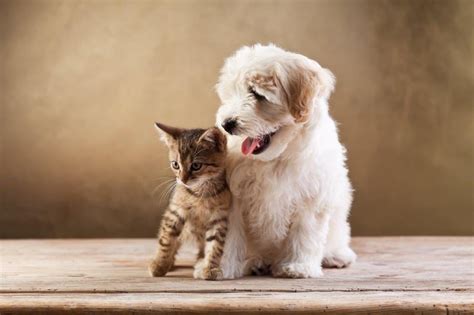 Puppy versus kitten. Oct 12, 2018 · Kittens Are Better Than Puppies. According to science, people who own kittens and cats are up to 40% less likely to die of a heart attack than people who own other animals due to the stress relieving benefits of their company that puppy owners don’t report receiving to the same degree. As well, kittens can be cheaper to own each year, whereas ... 