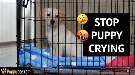 Puppy will not stop crying in crate