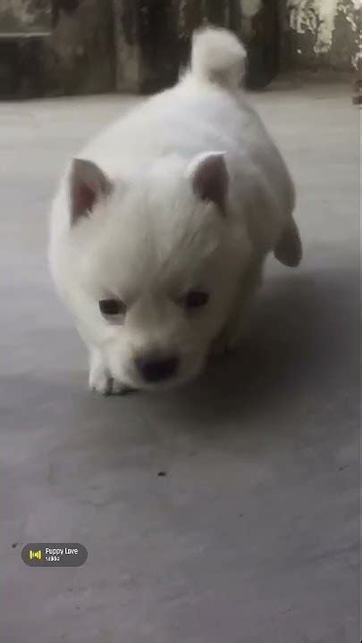 Puppy2022 Onlyfans Leak