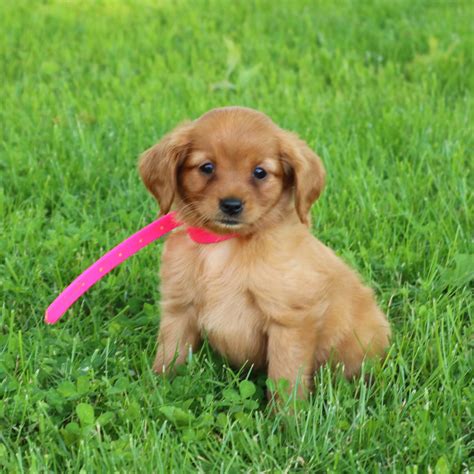 Whether you're looking for little puppies, breeds of 