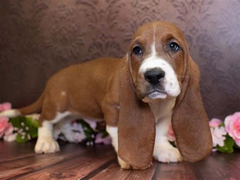 Purebred and Designer Breed Puppies for Sale Available in. California. We are the best source for purebred and designer breed puppies. We ... work with the best breeders across the United States and bring them directly to you. We are experts in helping you find your perfect addition to your family and getting your puppy to you safely and securely.. 