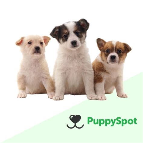 Do you agree with PuppySpot's 4-star rating? Check out what 2,478 people have written so far, and share your own experience. | Read 1,361-1,380 Reviews out of 2,422. 