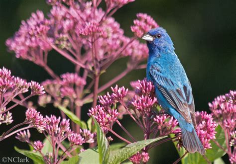 Purdy-Purdy-Purdy, what bird is this? (bug, insects, birds) - Nature ...