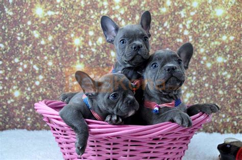 Pure Blue French Bulldog Puppies