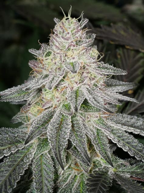 Pure Michigan F2 # 3 (Reg) NEW - Insane Seeds