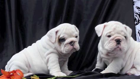 Pure White English Bulldog Puppies For Sale