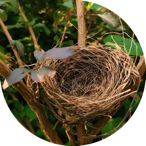 Pure cremation robin.  We&rsquo;ve many years A Pure Cremation funeral plan ...