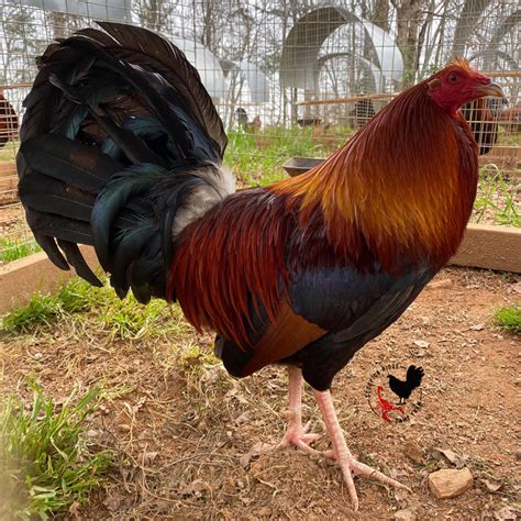 Pure kelso rooster. Things To Know About Pure kelso rooster. 