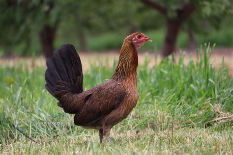 Pure mclean hatch hen. Things To Know About Pure mclean hatch hen. 