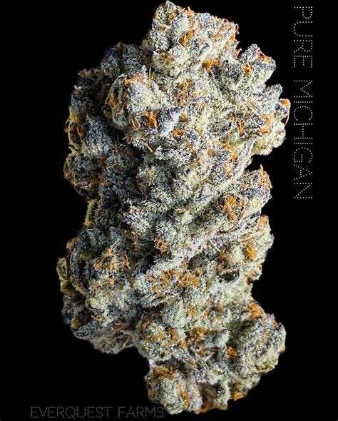 Pure michigan strain. Pure Michigan #5 strain effects. Reported by 12 real people like you. This info is sourced from our readers and is not a substitute for professional medical advice. Seek the advice of a health ... 
