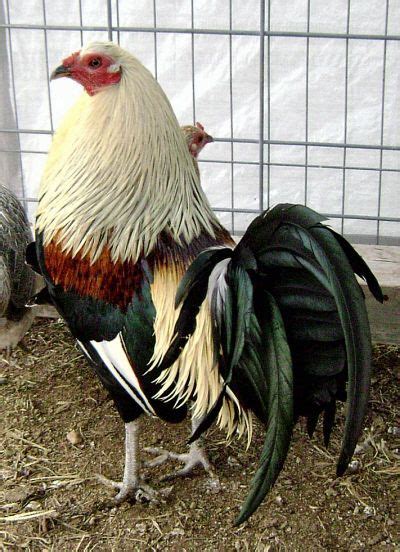 Combat Kelso roosters. The Kelso fighting cocks are a very 