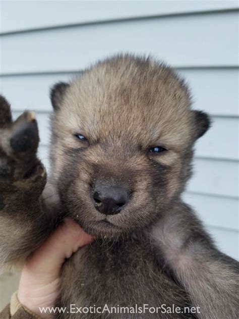 Pure wolf puppies for sale near ohio. .  ...