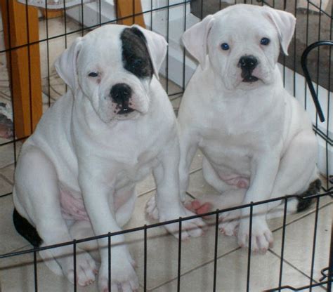 Purebred American Bulldog Puppies For Sale