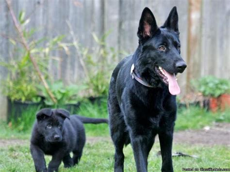 Purebred Black German Shepherd Puppies