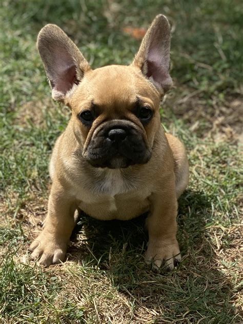 Purebred French Bulldog Puppies For Sale
