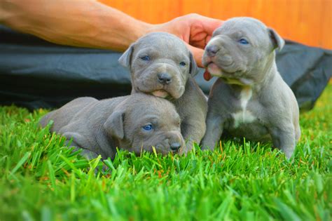 Pitbull Puppies For Sale in Illinois. We are the next generation of Mugleston XL American Bullies. We are a kennel located in Oklahoma, however we do ship anywhere in the United States and Our bluenose Pitbull puppies are world renown, and also available in Illinois. We have Bully puppies in homes in Illinois cities such as Chicago, Peoria .... 