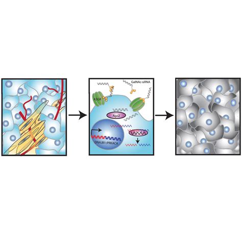 Purification of a GalNAc-cluster-conjugated