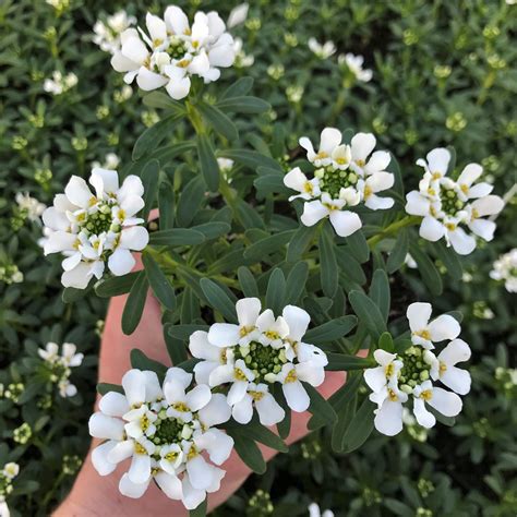 Purity Candytuft (Iberis sempervirens