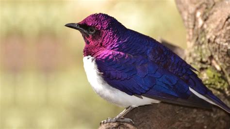 Purple Bird BV 87474336