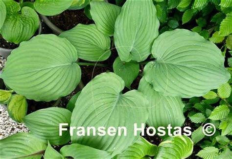 Purple Boots (11"H est.) - Hosta Choice Gardens