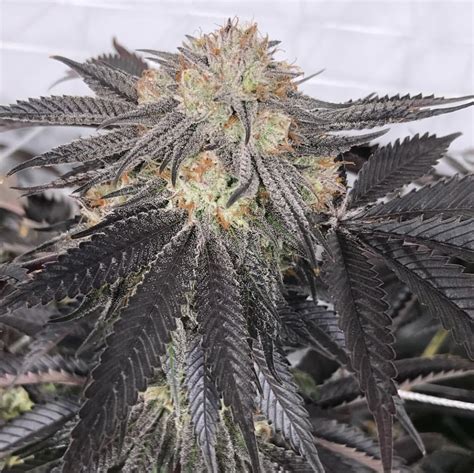 Purple Chem Regular Seeds - 10