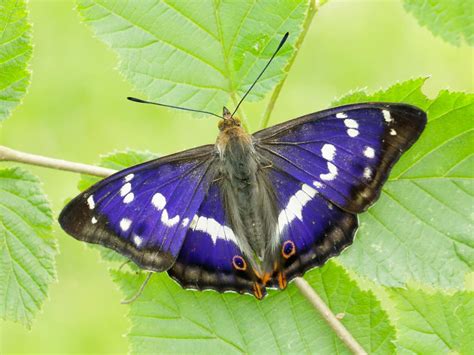 Purple Emperor Butterfly Conservation