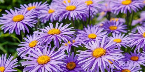 Purple Flowers Of Ohio Best Flower Site