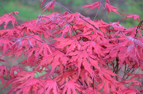 Purple Ghost Japanese Maple Acer palmatum Purple …