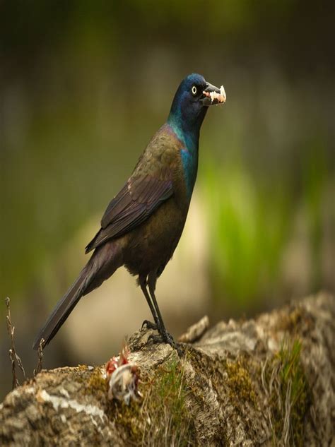 Purple Grakle, or Common Crow Blackbird - Audubon