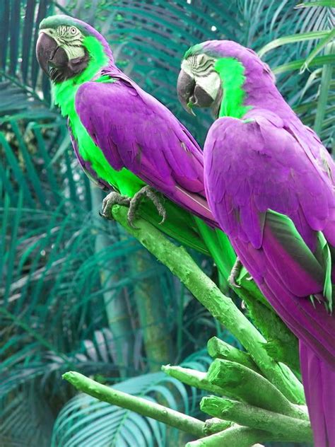 Purple Macaw Parrot
