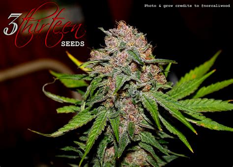 Purple Primate (3thirteen Seeds) :: Cannabis Strain Info