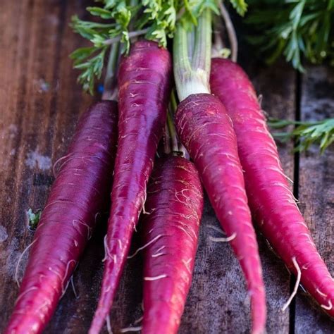 Purple carrott. By assembling a high-quality carrot reference genome and resequencing 630 accessions, a study by Coe et al. reveals the transformative journey of carrot from wild progenitor to modern cultivar and ... 