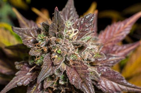 Purple empire strain. Compare up to 5 different strains at one time. Find out what's best for you and by how much! ... Granddaddy Purple (100%) Blue Dream (91%) Happy. Blue Dream (100% ... 