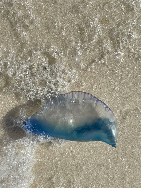 Purple flags warn Alabama beachgoers to watch for jellyfish; what …