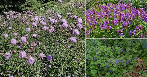 Purple flowering weed. Things To Know About Purple flowering weed. 