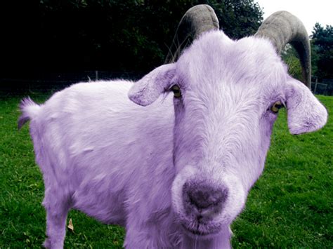Purple goat. Purple Goat is a disability-led, disability-focused marketing agency that represents and empowers the disabled community through authentic and progressive campaigns. … 