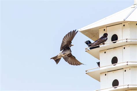 Purple martins gather before flying south - Houston Chronicle