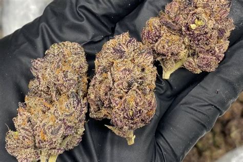Euphoric. Purple Runtz Cake is a hybrid weed strain made from a