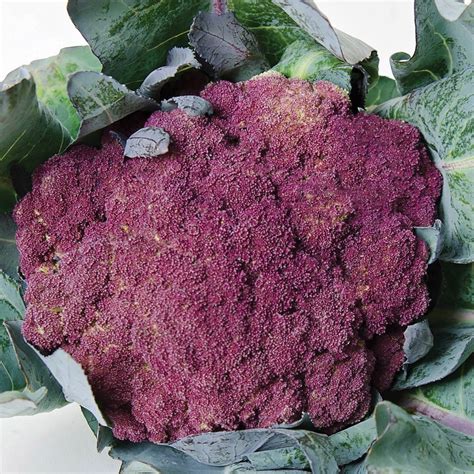 Purple of Sicily Cauliflower Seed Territorial Seed