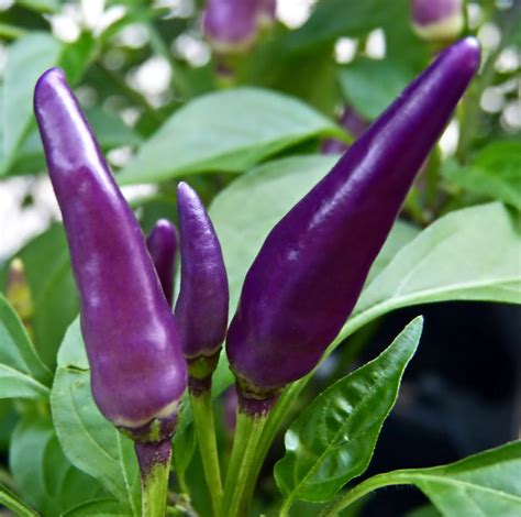 Purple pepper. Our hot pepper list breaks down the overall basic flavor of each chili pepper, using a common glossary of terms: sweet, fruity, citrusy, tropical, smoky, earthy, crisp, floral, nutty, bright, grassy, salty, peppery (as in black peppery), and tangy. This is a simplified description to give you a starting point to consider flavor. 