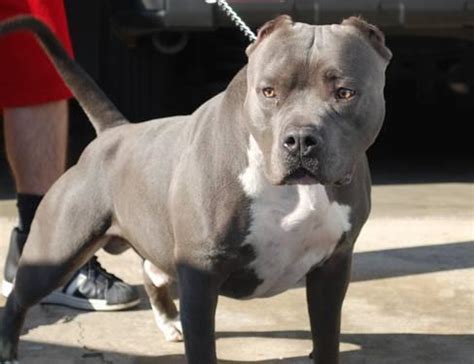 Purple ribbon pitbulls. American Pit Bull Terrier Litter of 5 Puppies FOR SALE near MOORESBURG, Tennessee, USA. Gender: Female. Age: 2 Years 1 Month Old. Nickname: Puppy #3 on PuppyFinder.com. ADN-241645 