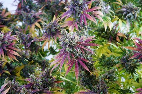 Apr 25, 2024 ... The coloration process of purple weed is largely influenced by the plant's genetics. Some cannabis strains naturally contain higher levels of .... 