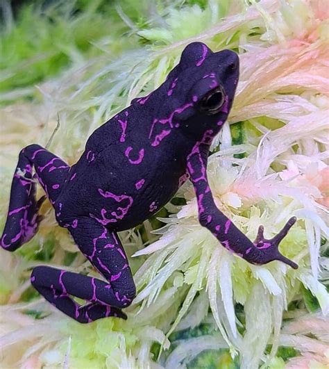 Purple toad. Things To Know About Purple toad. 