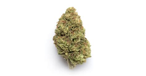 Truffle Sundae is a hybrid weed strain made from a genetic cross between Chocolate Kush and Gelato 41. This strain is 50% sativa and 50% indica. With its delectable lineage, Truffle Sundae offers a harmonious blend of effects and flavors that tantalize both the mind and the senses. Truffle Sundae features a THC content that typically ranges ...