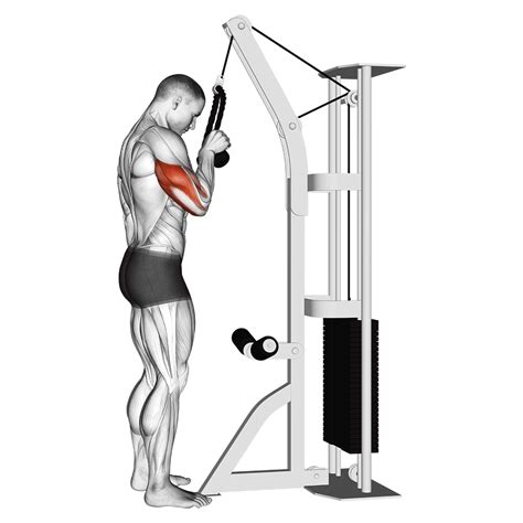 Pushdowns for triceps. Tricep makes up 3/5 or 60% of the arm. Your equation should be (3/5) x (2/3) = 0.4 or 40% of the arm is being targeted when targeting two of the heads in the tricep. PS: 2/3 (66.667%) is the estimate. Assuming all heads are equal in size, it's closer to 60%. The actual number varies based on individual upper arm mass. 