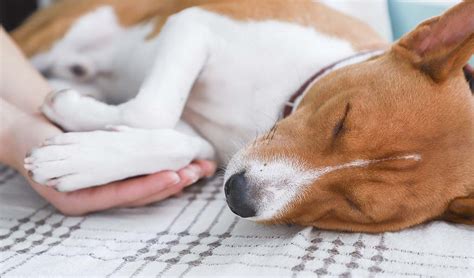 Put to sleep dog cost. Not getting enough sleep can feel brutal when you need to get up and on with your day. Insomnia can affect how well you function and take a toll on your health. But there are simpl... 